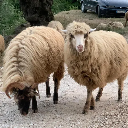Shkolla & Auberge de jeunesse *