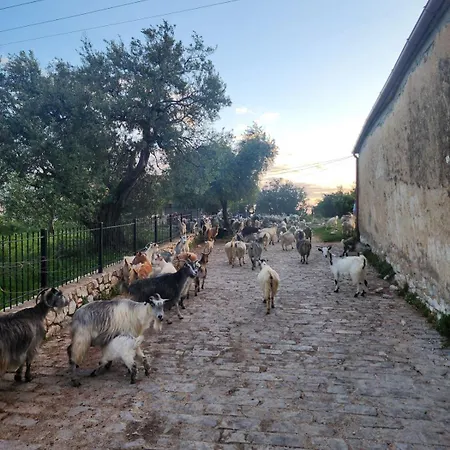 Auberge de jeunesse Shkolla & *