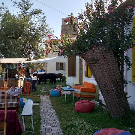 Shkolla & * Vuno