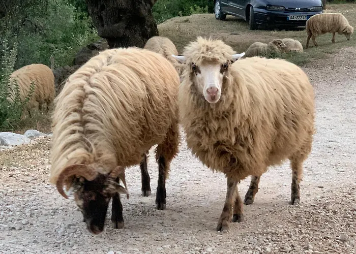 Shkolla & 호스텔 *