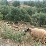 Shkolla & Vuno