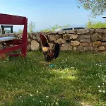 Shkolla & * Vuno