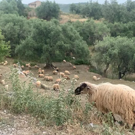 Shkolla & Vuno